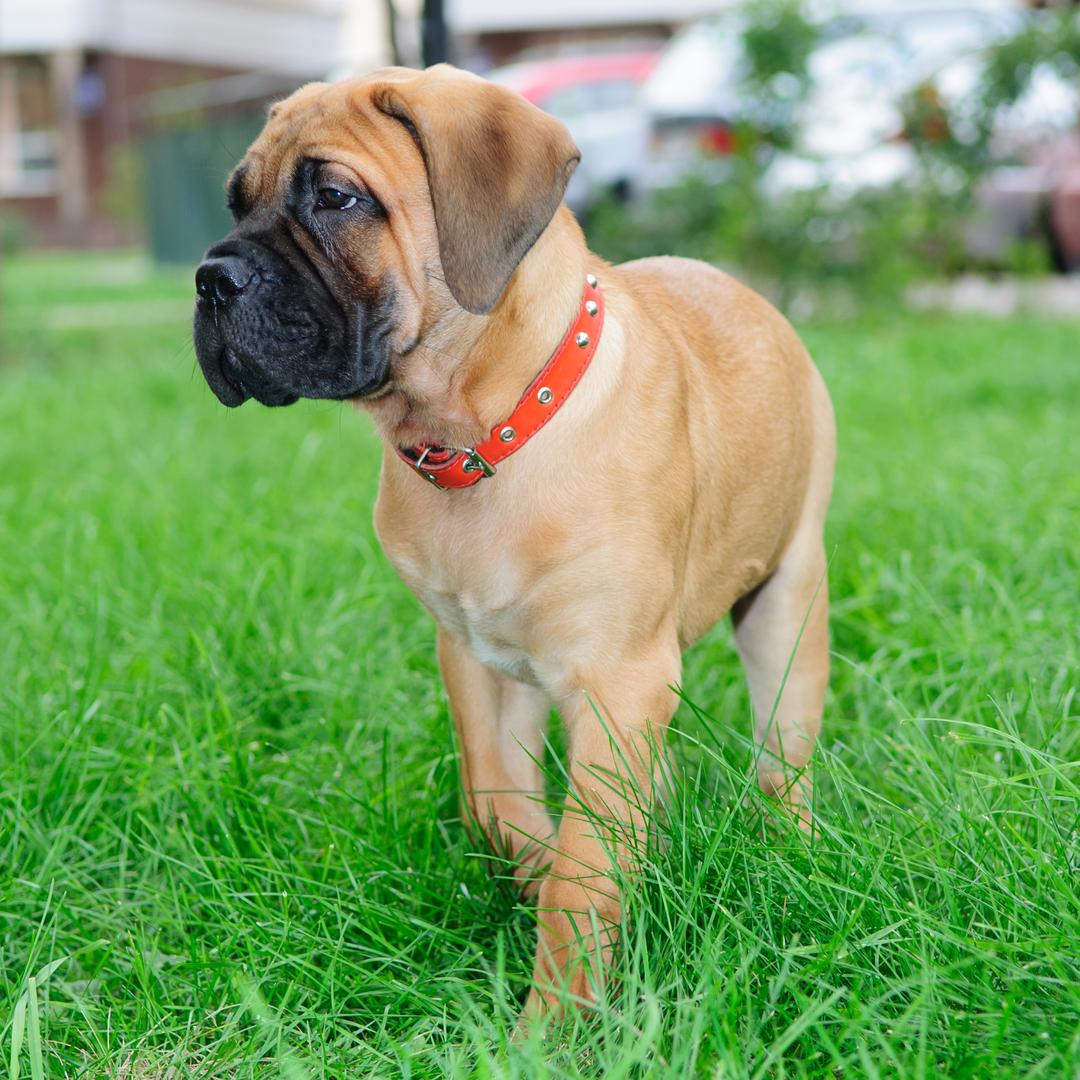 Bull Mastiff Dog Breed Image 8