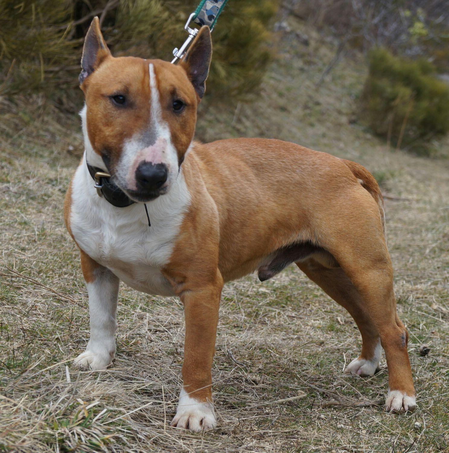 Bull Terrier Dog Breed Image 18