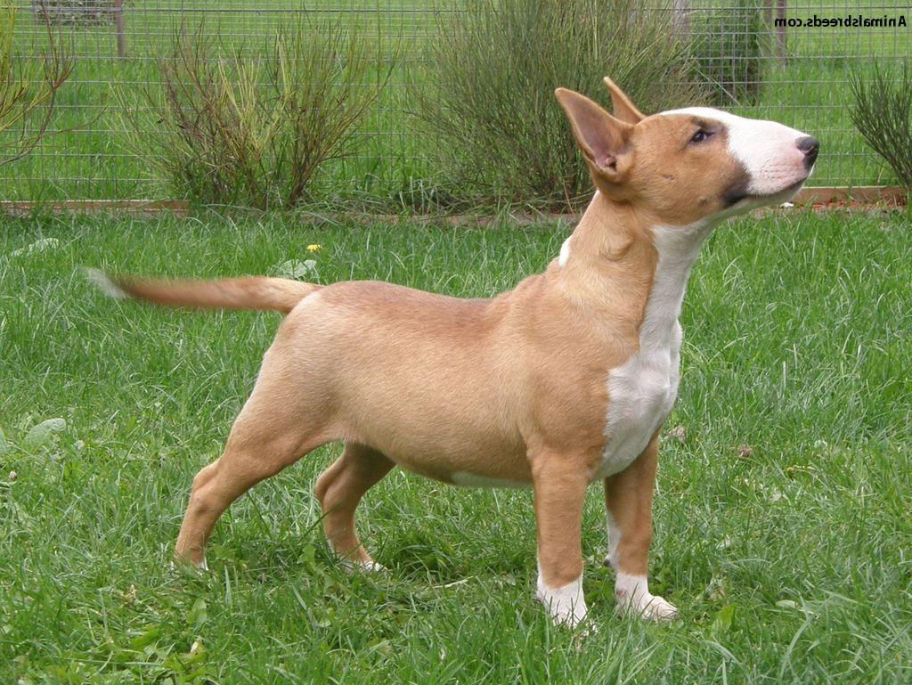 Bull Terrier Dog Breed Image 19