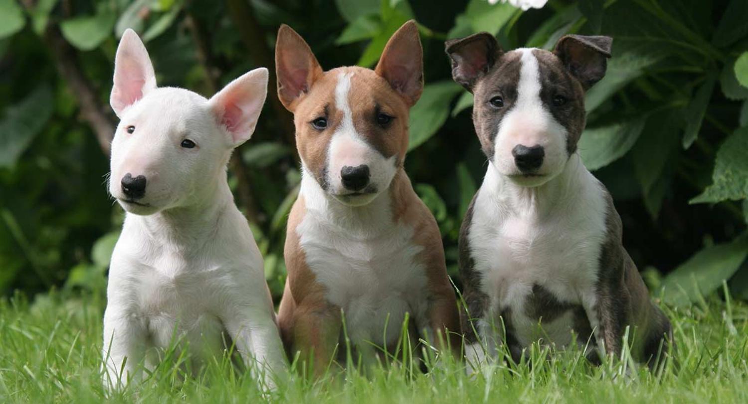 Bull Terrier Dog Breed Image 3