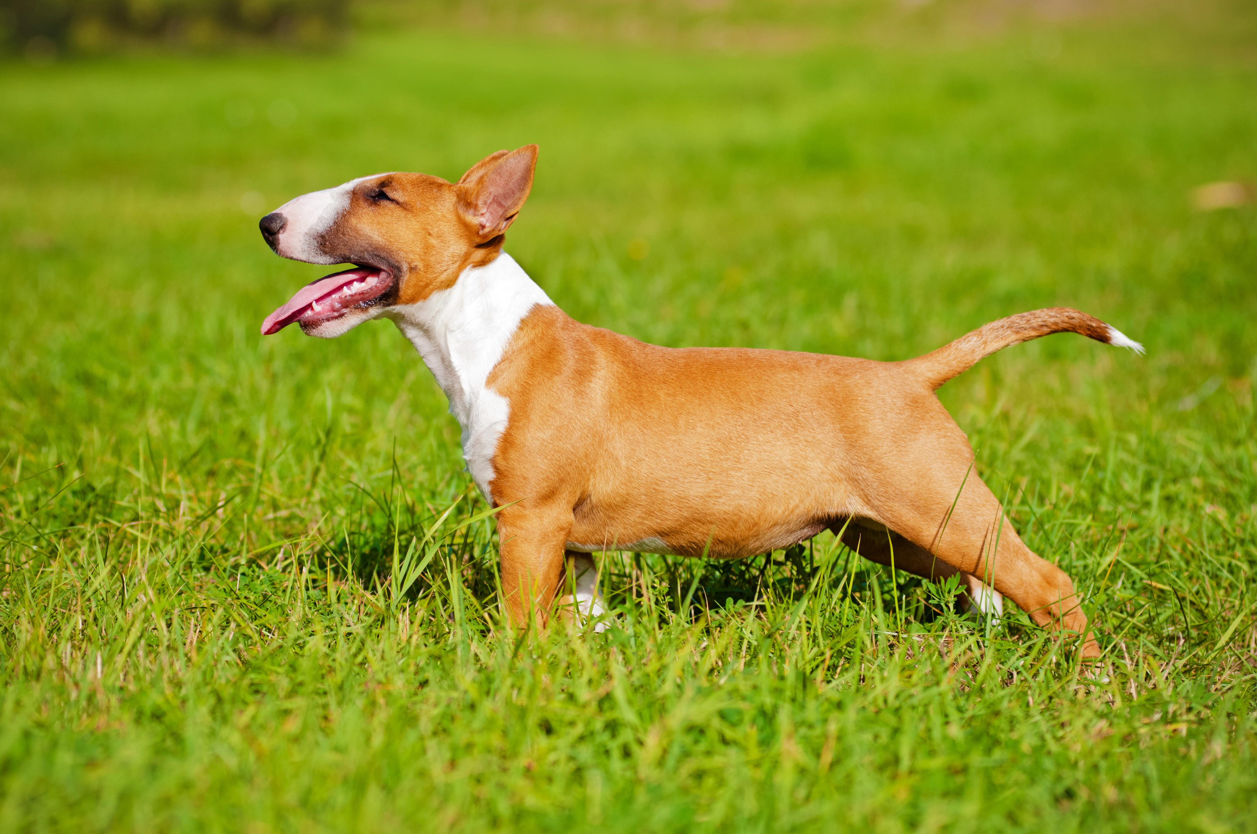 Bull Terrier Dog Breed Image 4