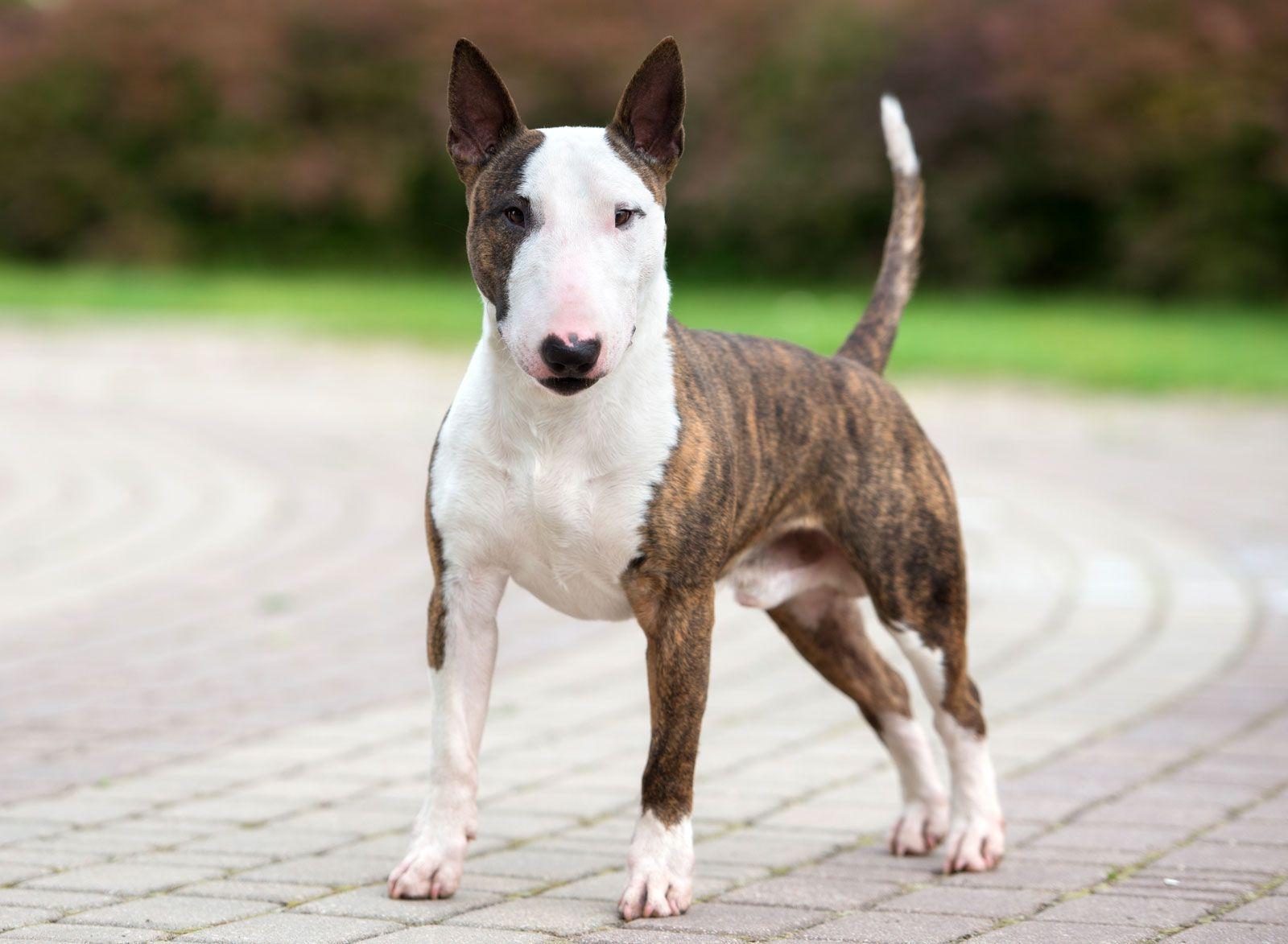 Bull Terrier Dog Breed Image 7