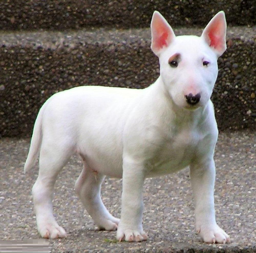 Bull Terrier Dog Breed Image 8