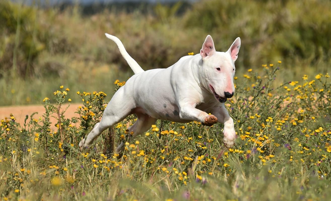 Bull Terrier Dog Breed Image 9