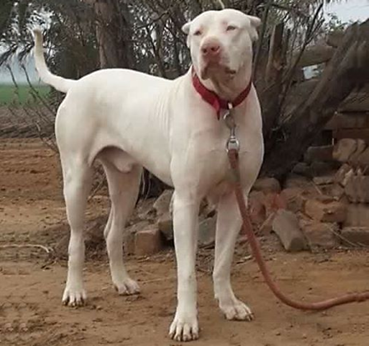 Bully Kutta Dog Breed Image 20