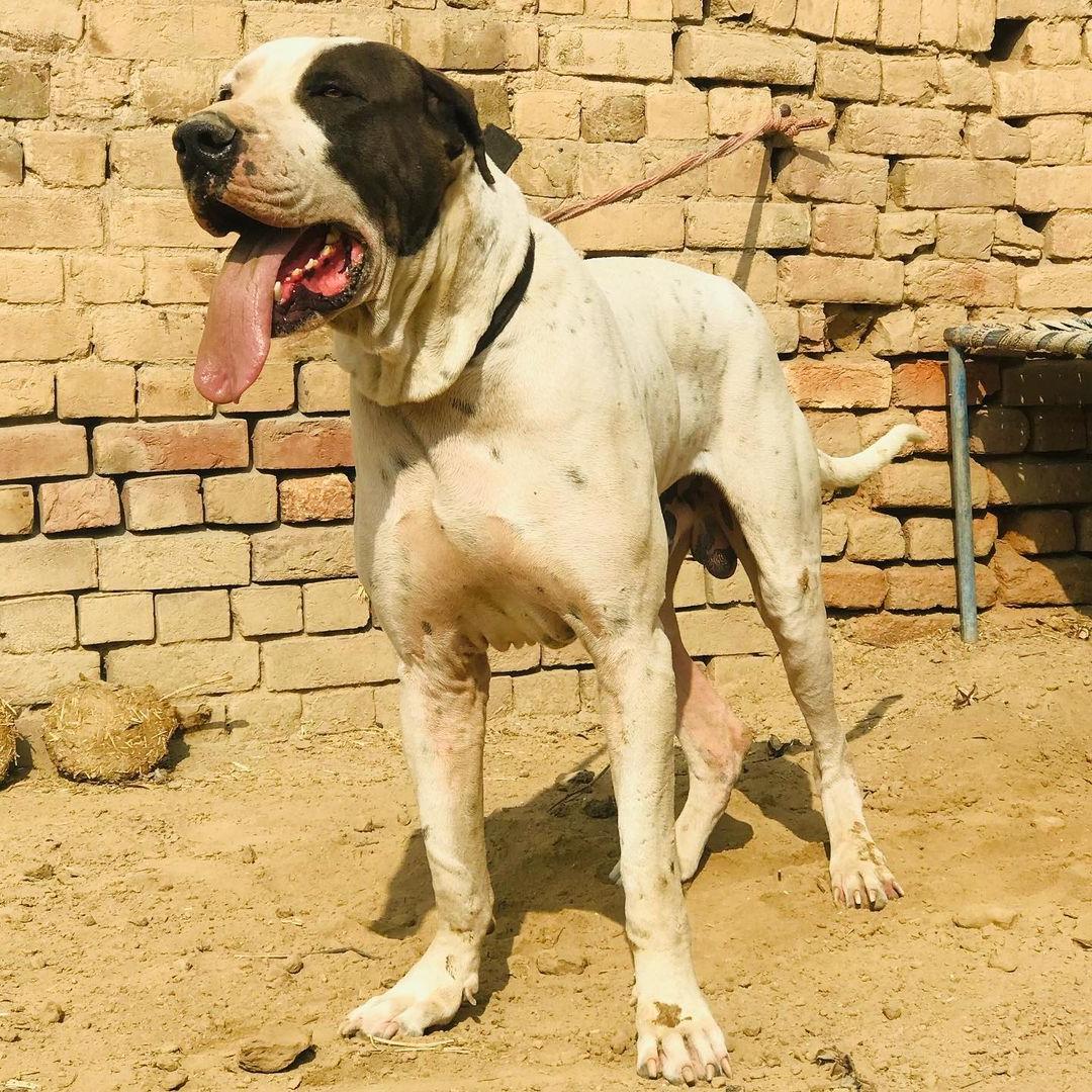 Bully Kutta Dog Breed Image 4