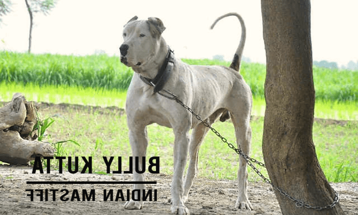 Bully Kutta Dog Breed Image 9