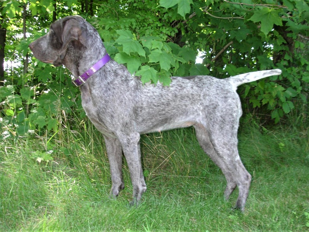 Burgos Pointer Dog Breed Image 16