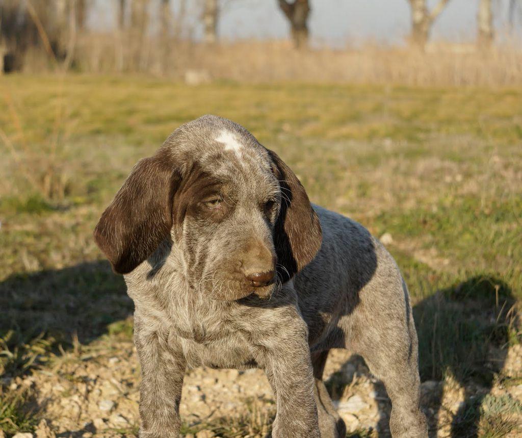 Burgos Pointer Dog Breed Image 18