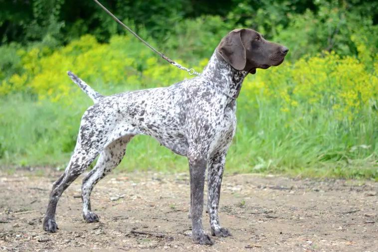 Burgos Pointer Dog Breed Image 2