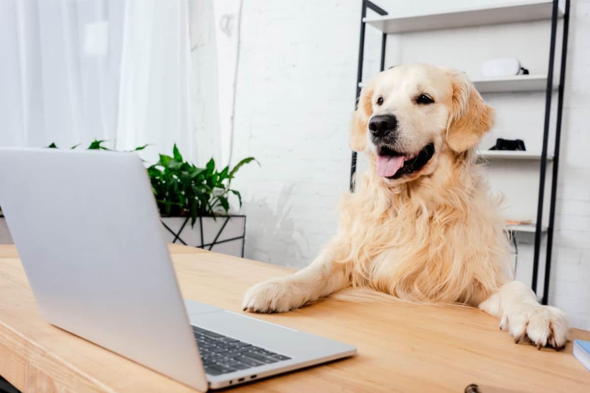 Buying a Dog or Puppy Online Image 3