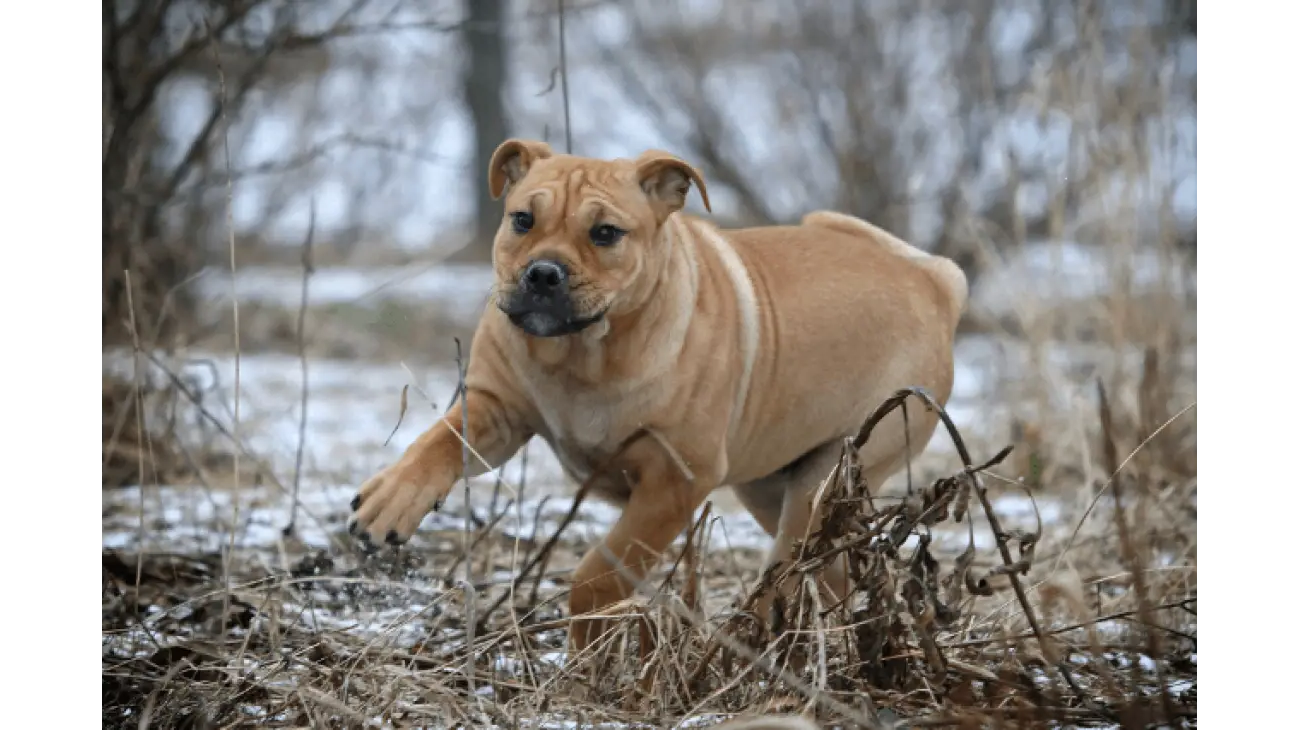 Ca de Bou Dog Breed Image 16