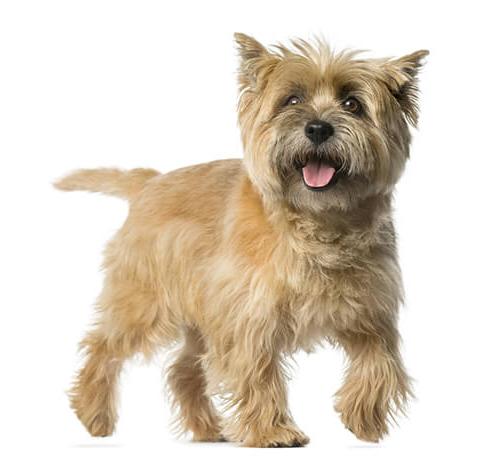 Cairn Terrier Dog Breed Image 10