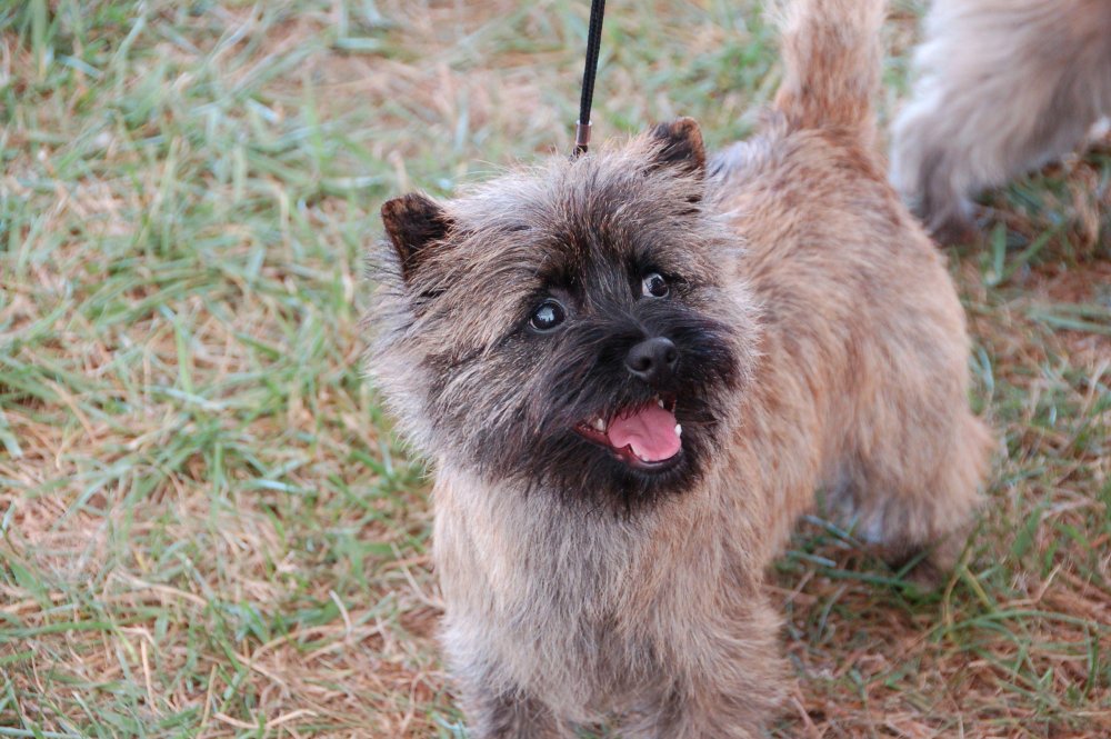 Cairn Terrier Dog Breed Image 12