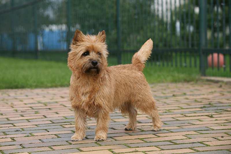 Cairn Terrier Dog Breed Image 17