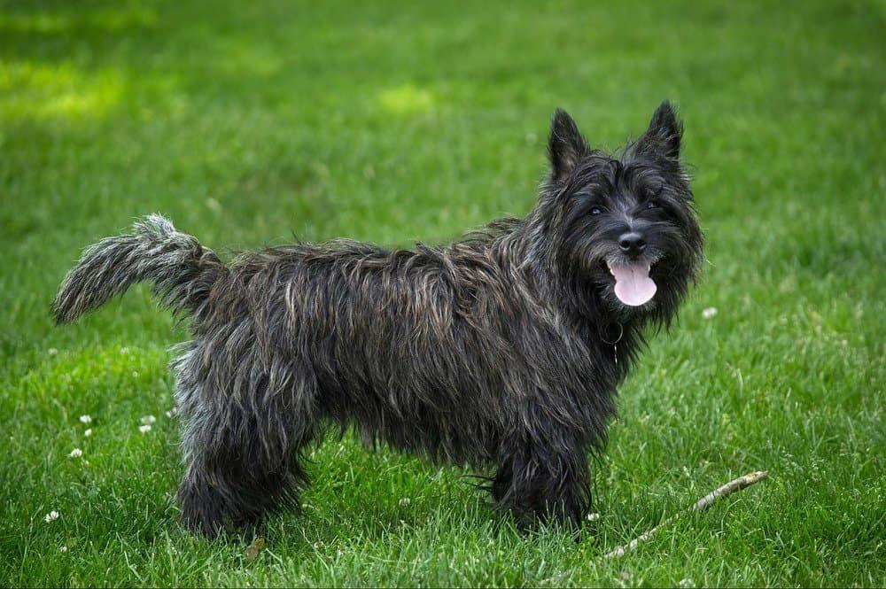 Cairn Terrier Dog Breed Image 18