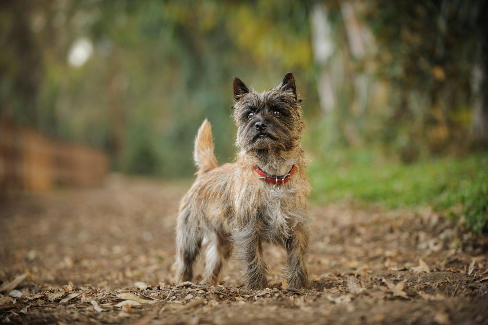 Cairn Terrier Dog Breed Image 5