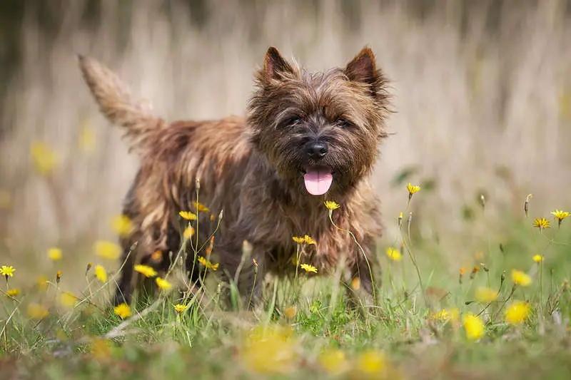 Cairn Terrier Dog Breed Image 9