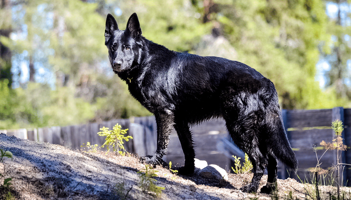 Calupoh Dog Breed Image 1