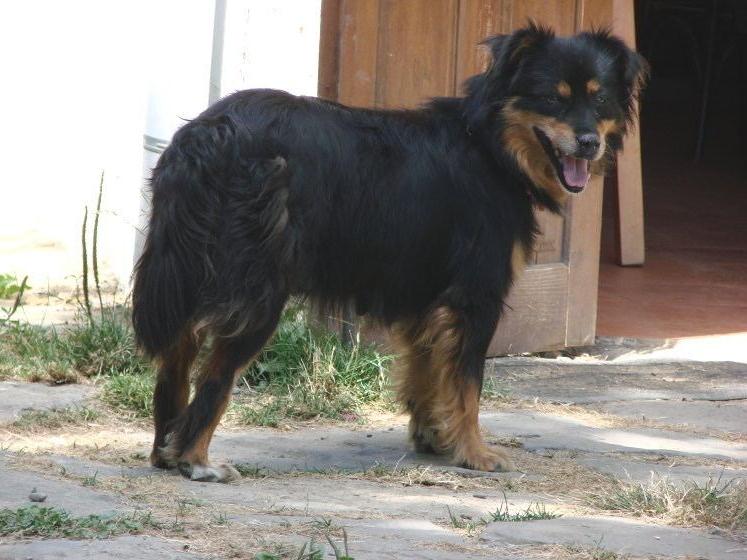 Can de Chira Dog Breed Image 4