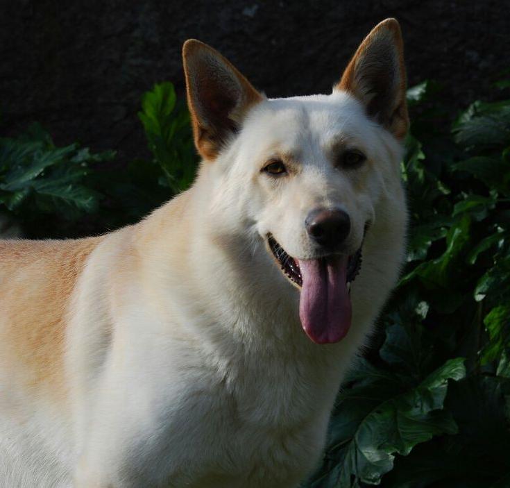 Can de Palleiro Dog Breed Image 7