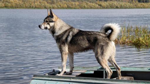 Canadian Eskimo Dog Breed Image 6