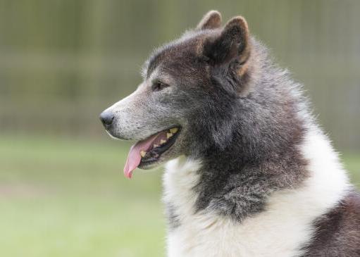 Canadian Eskimo Dog Breed Image 8