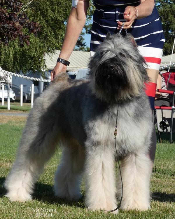 Canadian Kennel Club Image 19