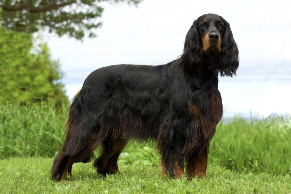 Canadian Kennel Club Image 9