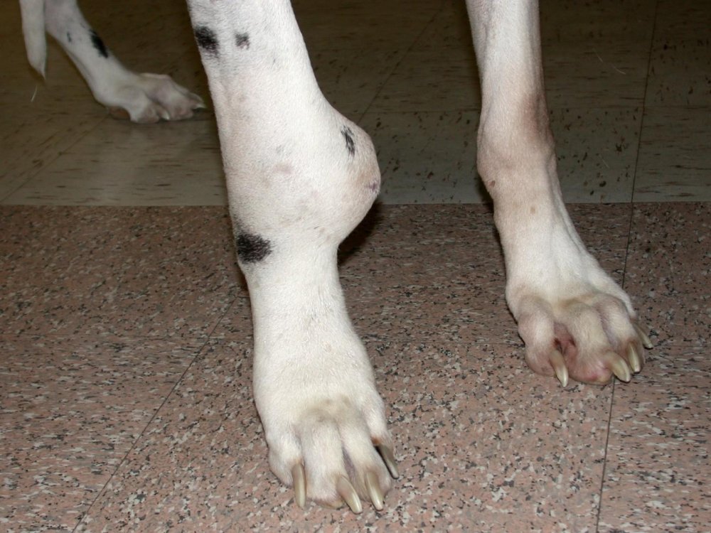 Cancer in Dogs Image 19