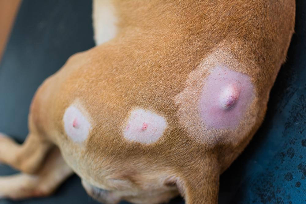 Cancer in Dogs Image 8