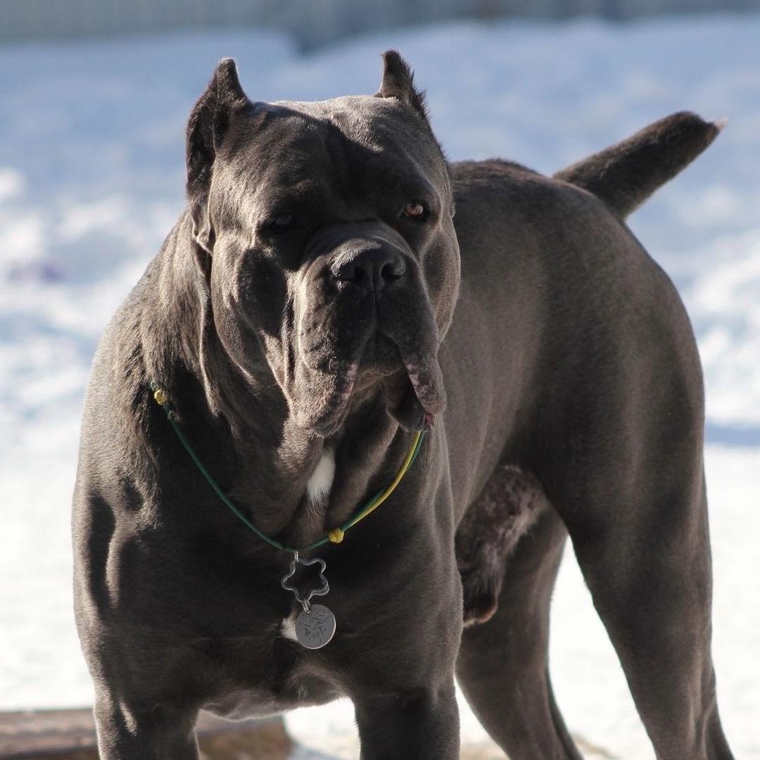 Cane Corso Dog Breed Image 12