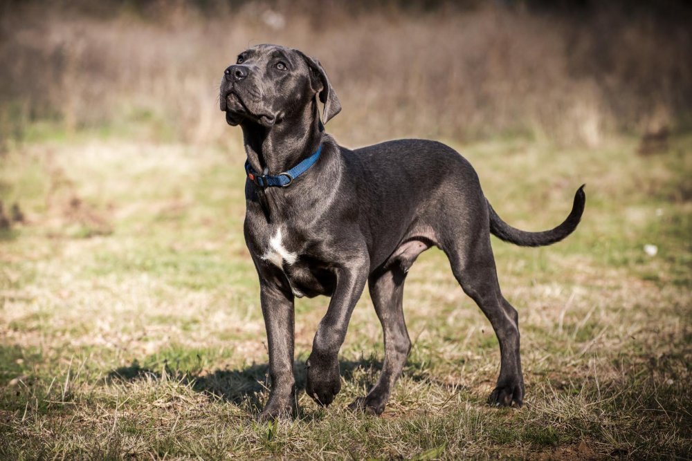 Cane Corso Dog Breed Image 16