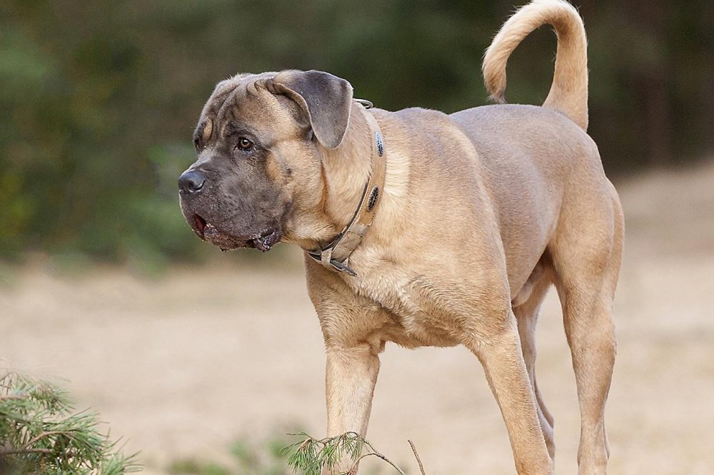 Cane Corso Dog Breed Image 20