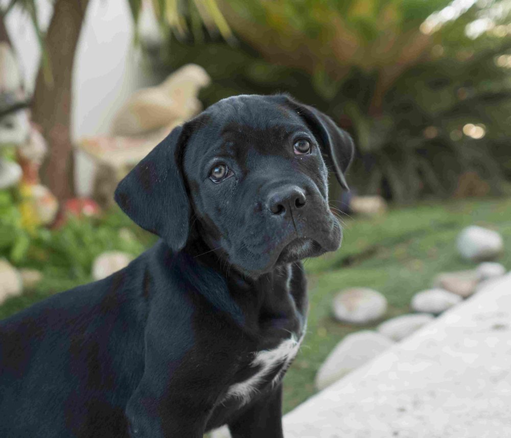 Cane Corso Dog Breed Image 3