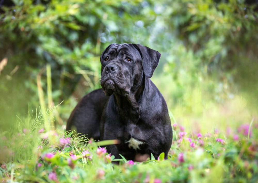 Cane Corso Dog Breed Image 4