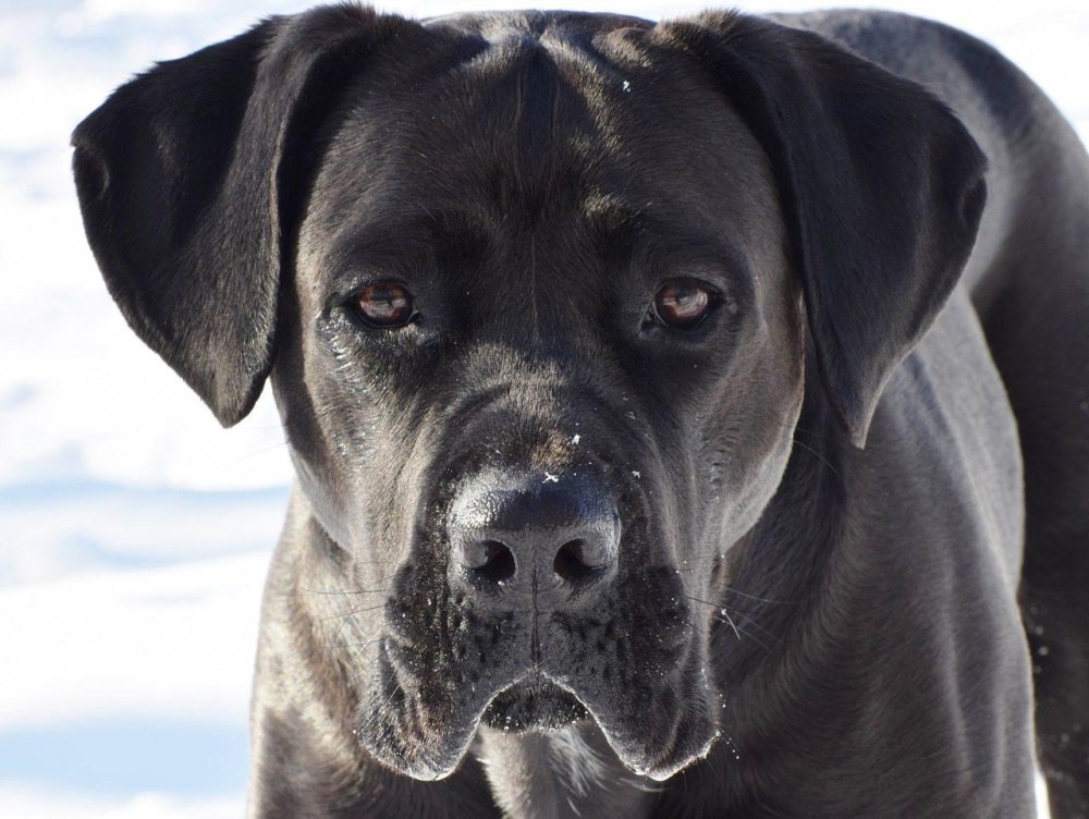 Cane Corso Dog Breed Image 5