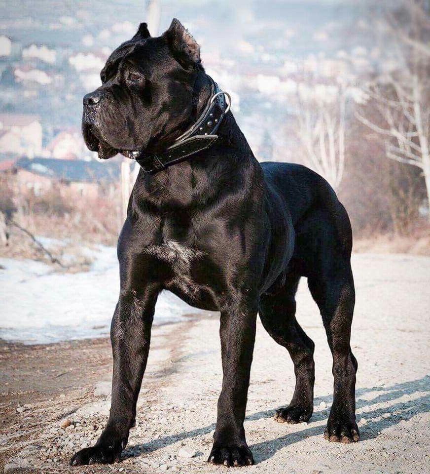 Cane Corso Dog Breed Image 6