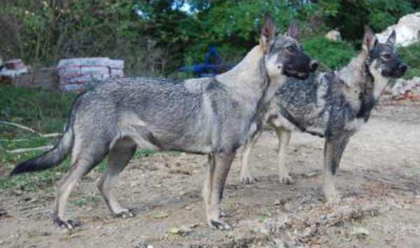 Cane Paratore Dog Breed Image 11