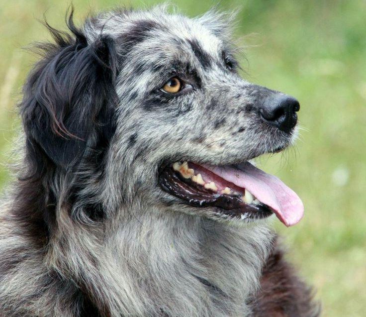 Cane di Oropa Dog Breed Image 11