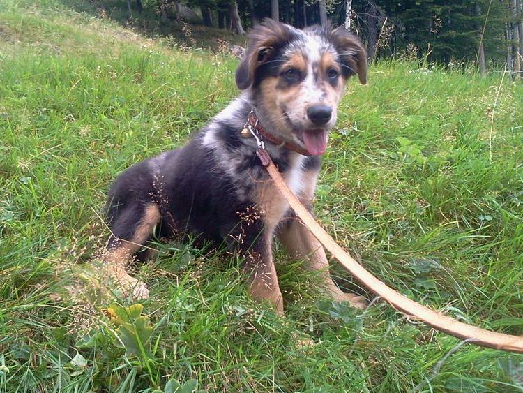 Cane di Oropa Dog Breed Image 18