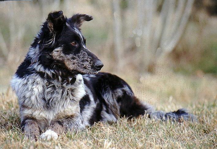 Cane di Oropa Dog Breed Image 8