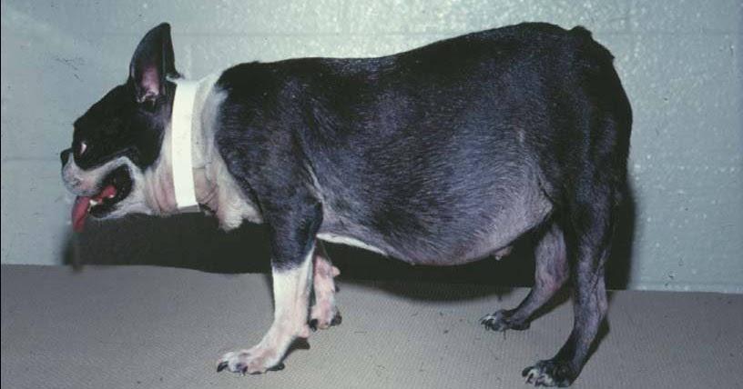 Canine Hormonal Disorders Image 2