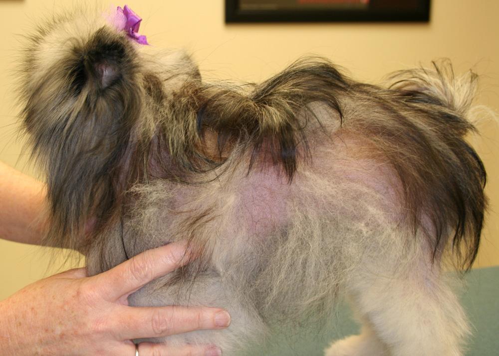 Canine Hormonal Disorders Image 7