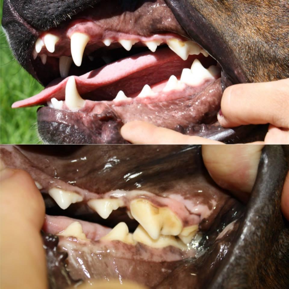 Canine Mouth and Teeth Problems Image 11