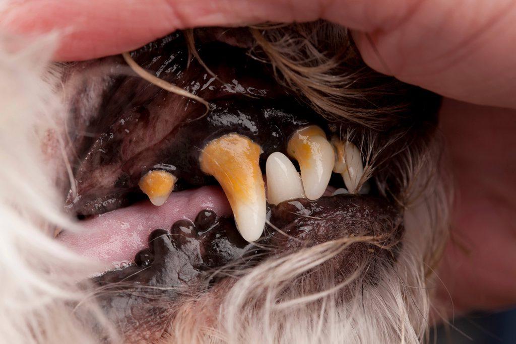 Canine Mouth and Teeth Problems Image 13