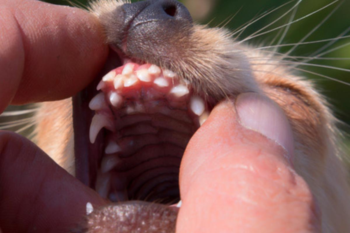 Canine Mouth and Teeth Problems Image 14