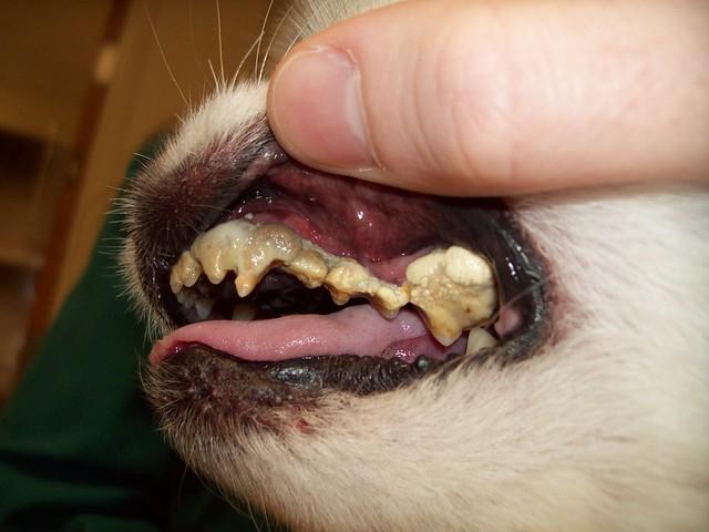 Canine Mouth and Teeth Problems Image 15