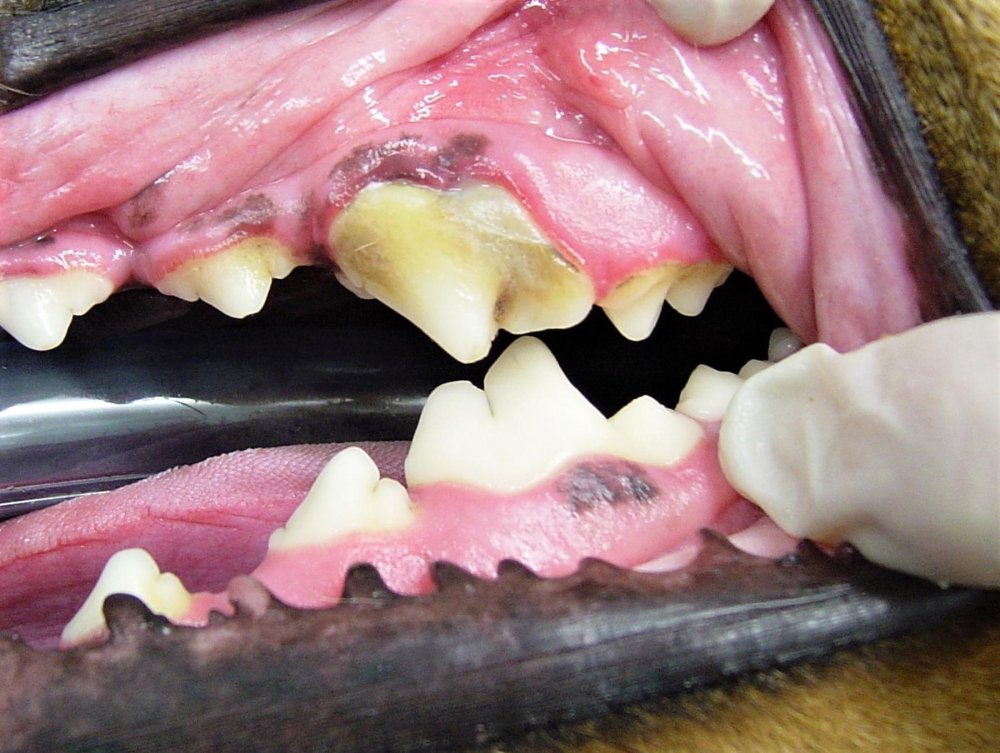 Canine Mouth and Teeth Problems Image 4