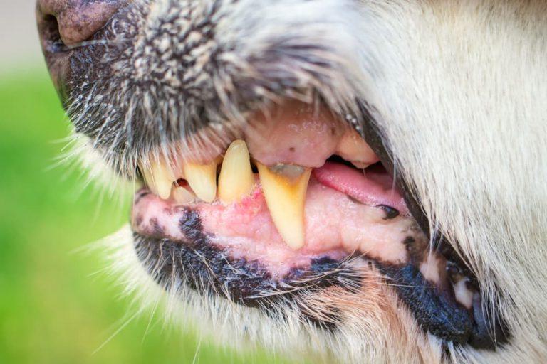 Canine Mouth and Teeth Problems Image 7